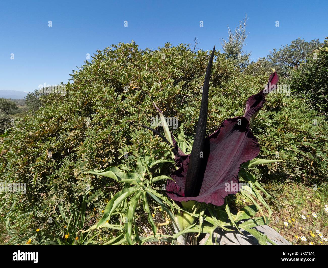 Drachenarum in Blume (Dracunculus vulgaris), Halbinsel Akrotiri, Kreta, Griechenland Stockfoto