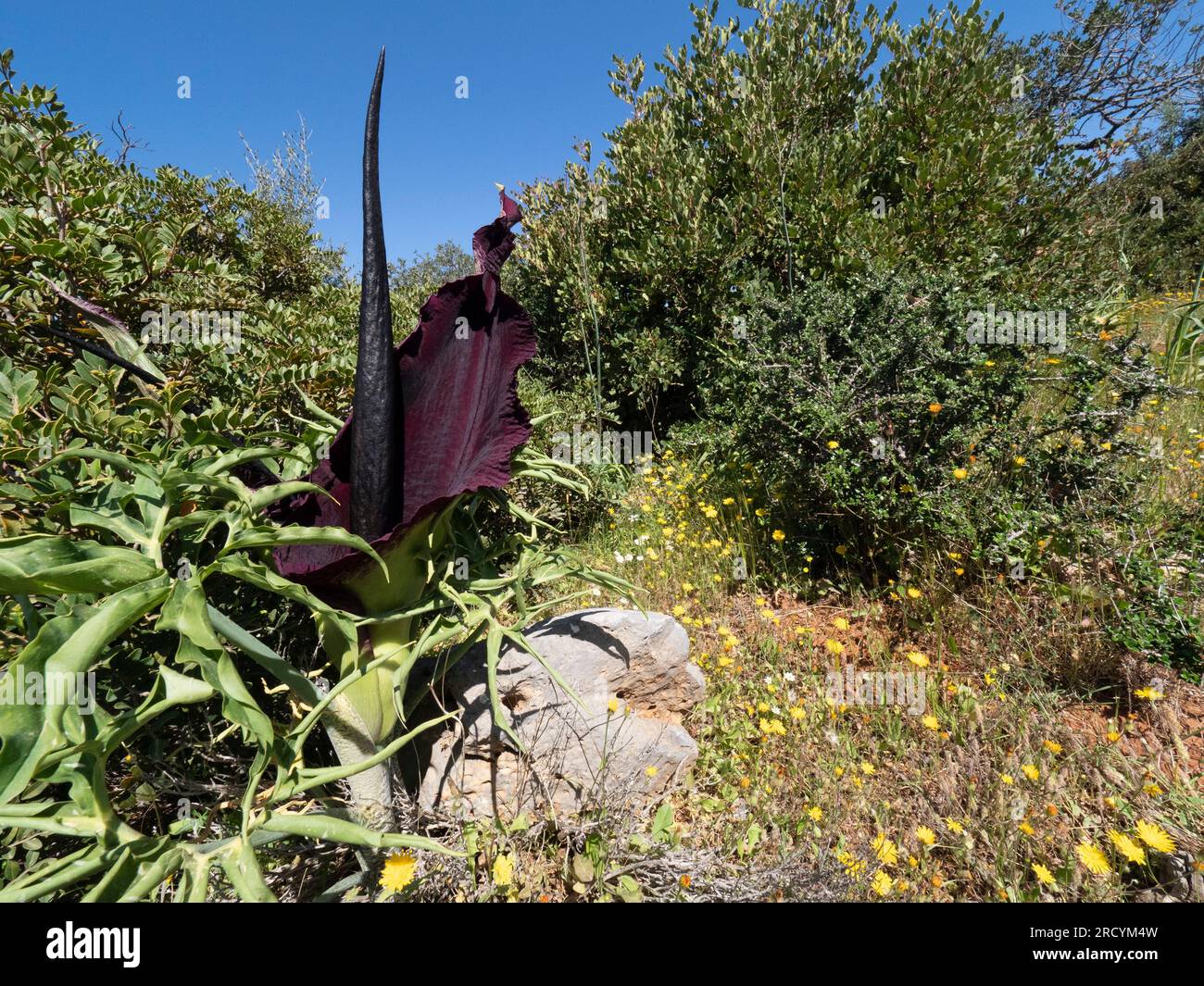 Drachenarum in Blume (Dracunculus vulgaris), Halbinsel Akrotiri, Kreta, Griechenland Stockfoto