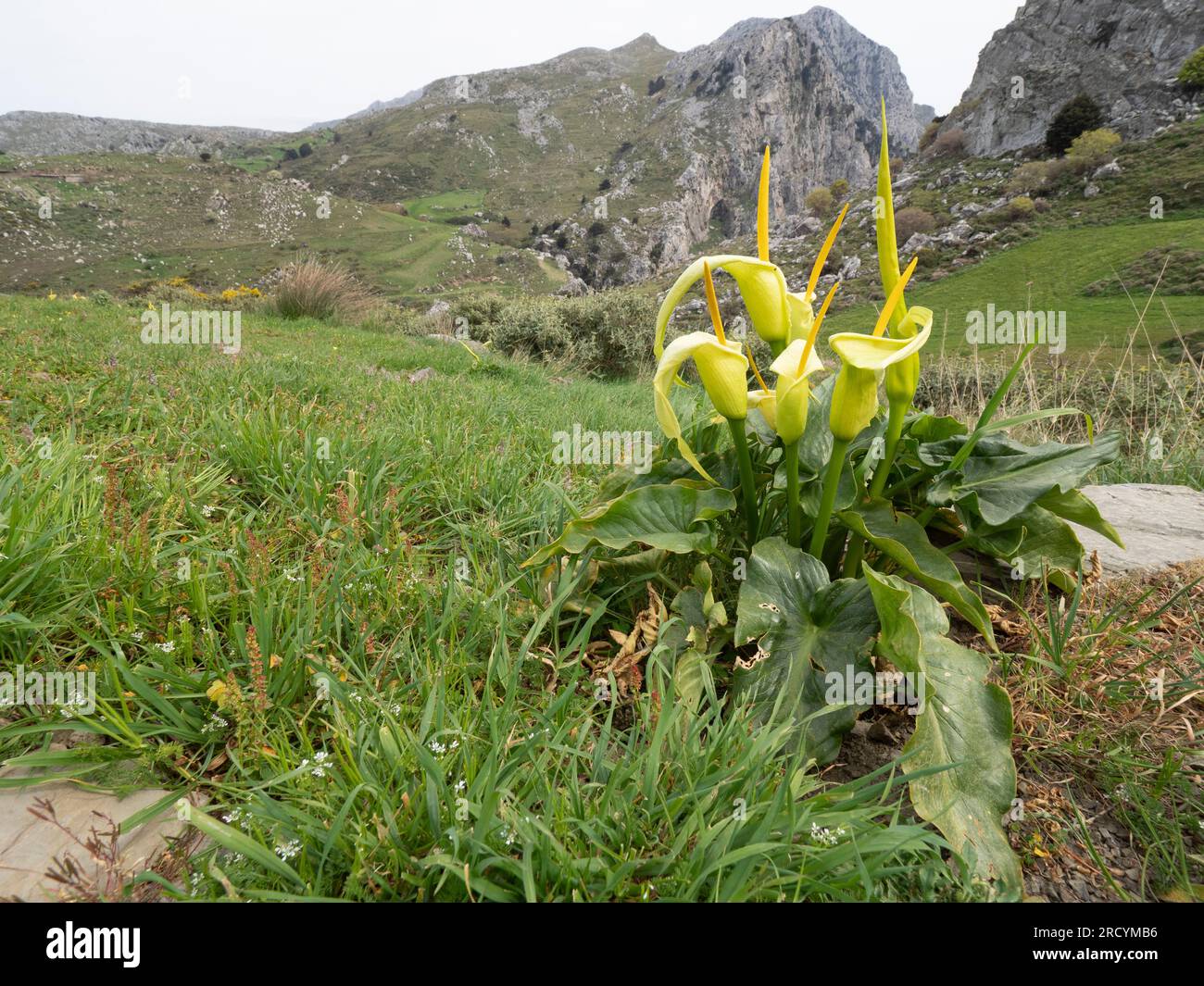 Yellow Cretan Arum (Arum creticum), Kotsifou Gorge, Kreta, Griechenland Stockfoto