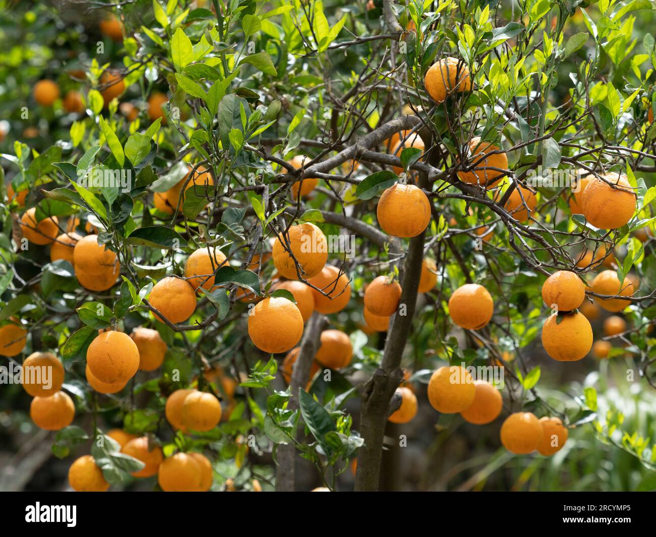 Reife Orangen auf Bäumen (Citrus sinensis), Zentralkrete, Griechenland Stockfoto