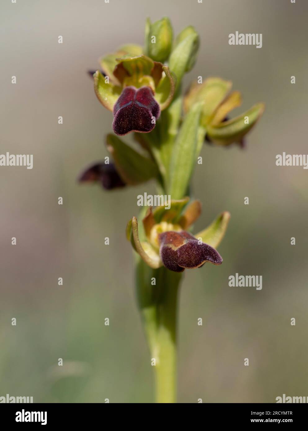 Sombre oder Dark Bee Orchid, (Ophrys fusca creticola), Gious Cambos, nahe Spili, Kreta, Griechenland Stockfoto