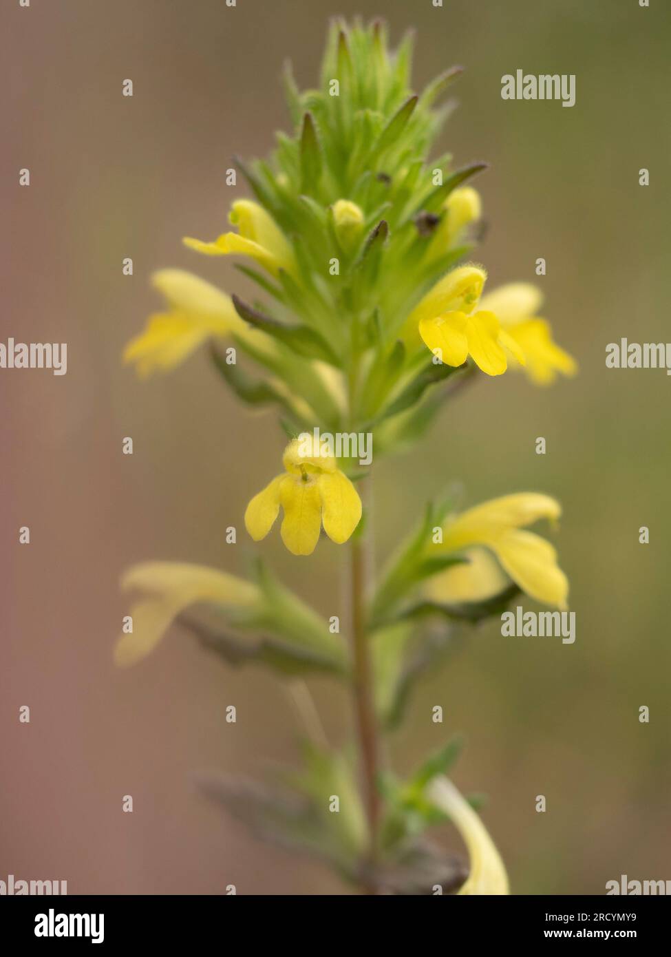 Yellow Bartsia (Parentucellia viskosa), in der Nähe von Spilii, Kreta, Griechenland Stockfoto
