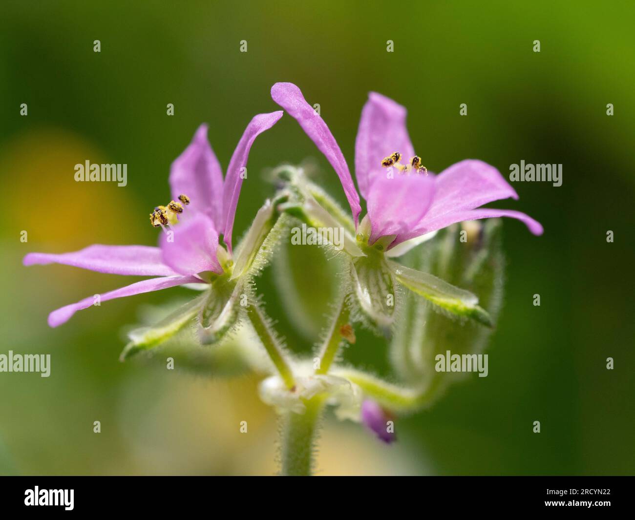 Gemeiner Schnabelstorch in Blume (Erodium cicutarium) in der Nähe von Phaestos, Kreta, Griechenland Stockfoto