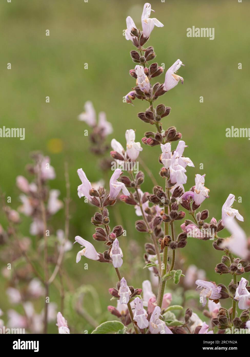 Salbei in Blüte (Salvia triloba) bei Phaestos, Kreta, Griechenland Stockfoto