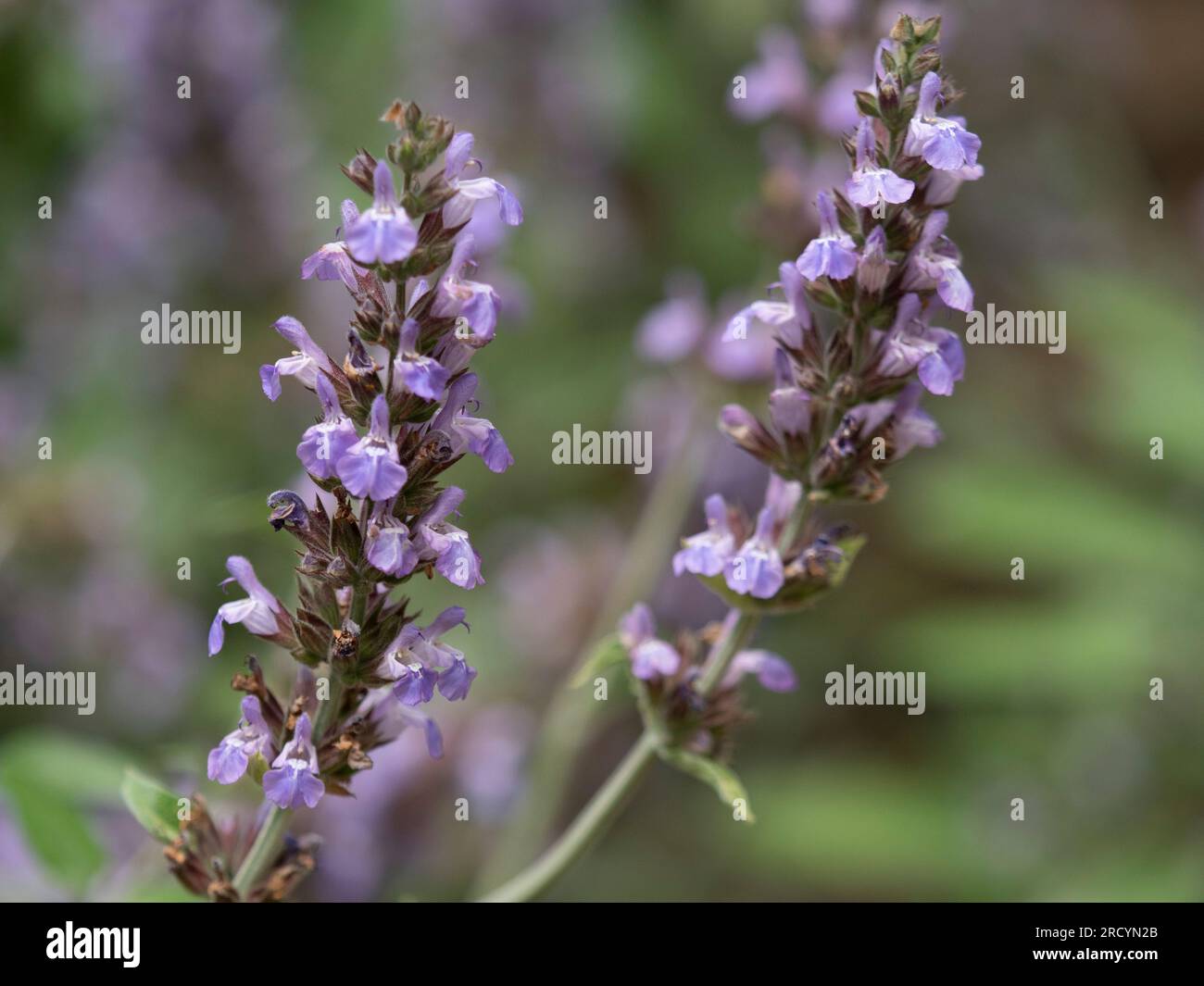 Griechischer Weiser, (Salvia fruticosa), Botanischer Park & Garten, Omalos, Kreta, Griechenland Stockfoto