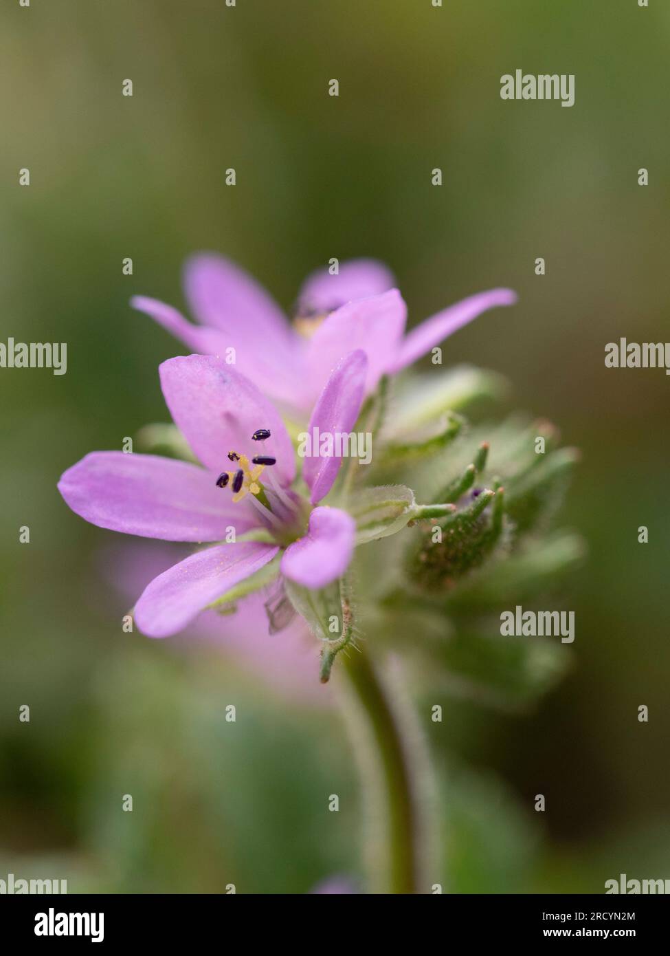 Gemeiner Schnabelstorch in Blume (Erodium cicutarium) in der Nähe von Phaestos, Kreta, Griechenland Stockfoto