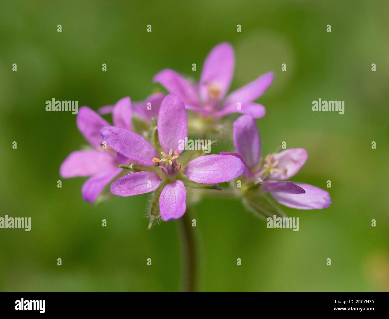 Gemeiner Schnabelstorch in Blume (Erodium cicutarium) in der Nähe von Phaestos, Kreta, Griechenland Stockfoto