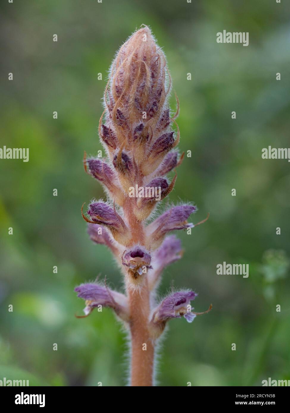 Bean Broomrape (Orobanche crenata), Halbinsel Akrotiri, Kreta, Griechenland Stockfoto