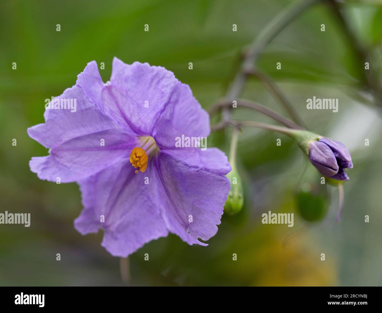 Kangaroo Apple Flower (Solanum laciniatum) Botanical Park & Garden, Omalos, Kreta, Griechenland Stockfoto