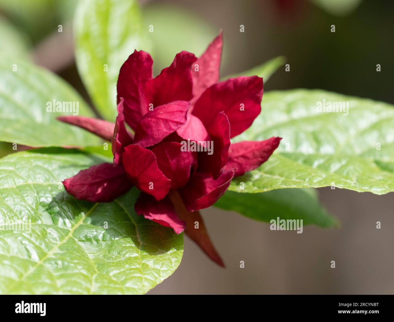 Carolina Allspice Flower Calycanthus floridus) Botanischer Park & Garten, Omalos, Kreta, Griechenland Stockfoto