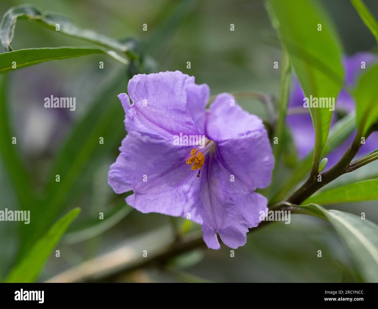 Kangaroo Apple Flower (Solanum laciniatum) Botanical Park & Garden, Omalos, Kreta, Griechenland Stockfoto