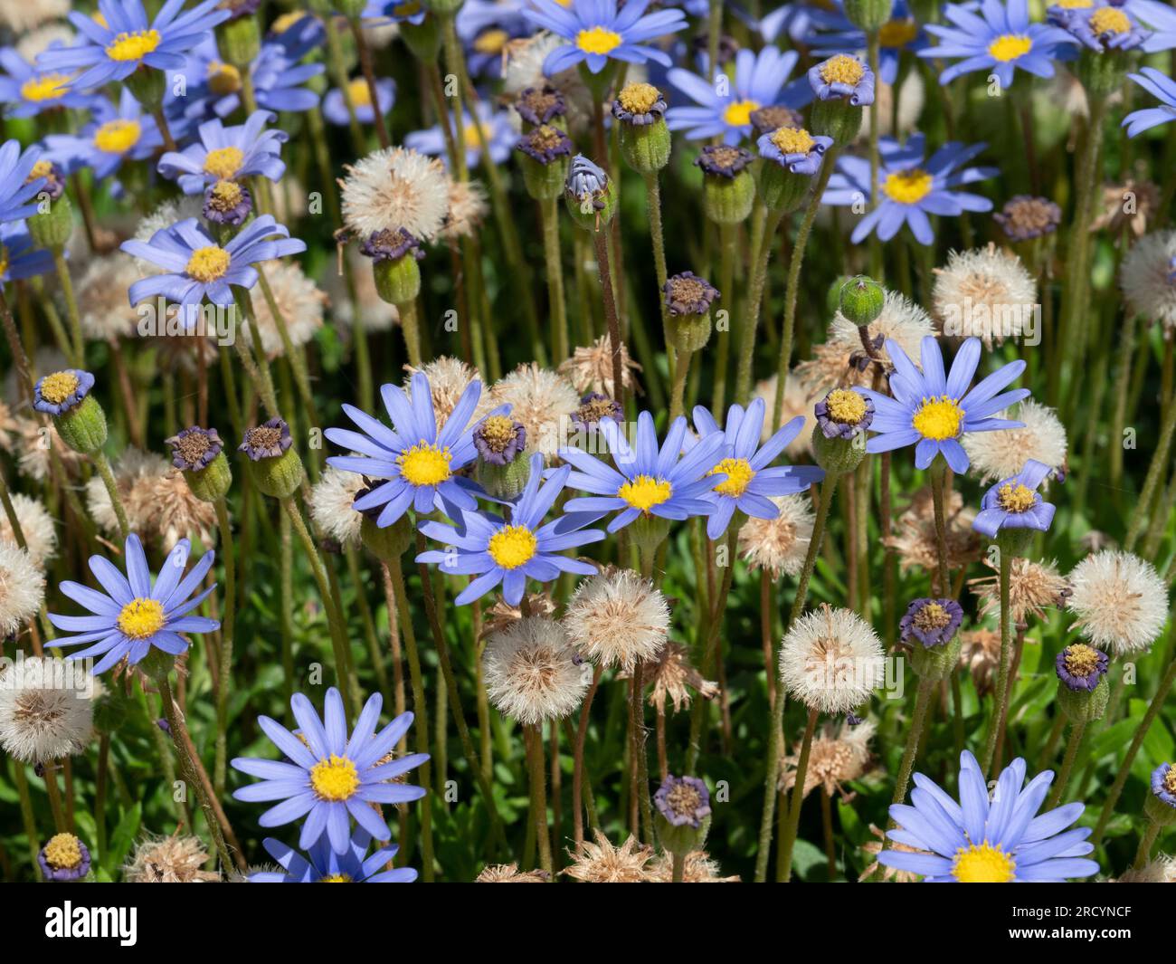 Wild Aster oder Zwarf Felicia (Felicia aethiopica) Botanischer Park & Garten, Omalos, Kreta, Griechenland Stockfoto