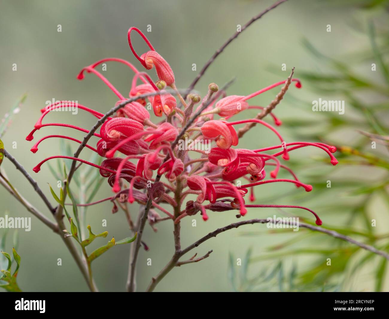 Red Spider Flower (Grevillea speciosa) Botanischer Park & Garten, Omalos, Kreta, Griechenland Stockfoto