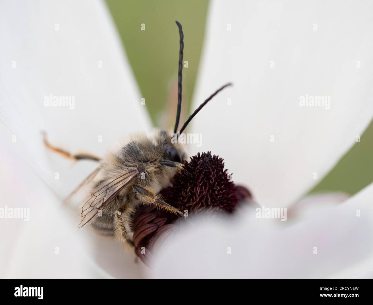 Mining Bee (Eucera longicornis) auf weißer Blume, nahe Spili, Kreta, Griechenland Stockfoto