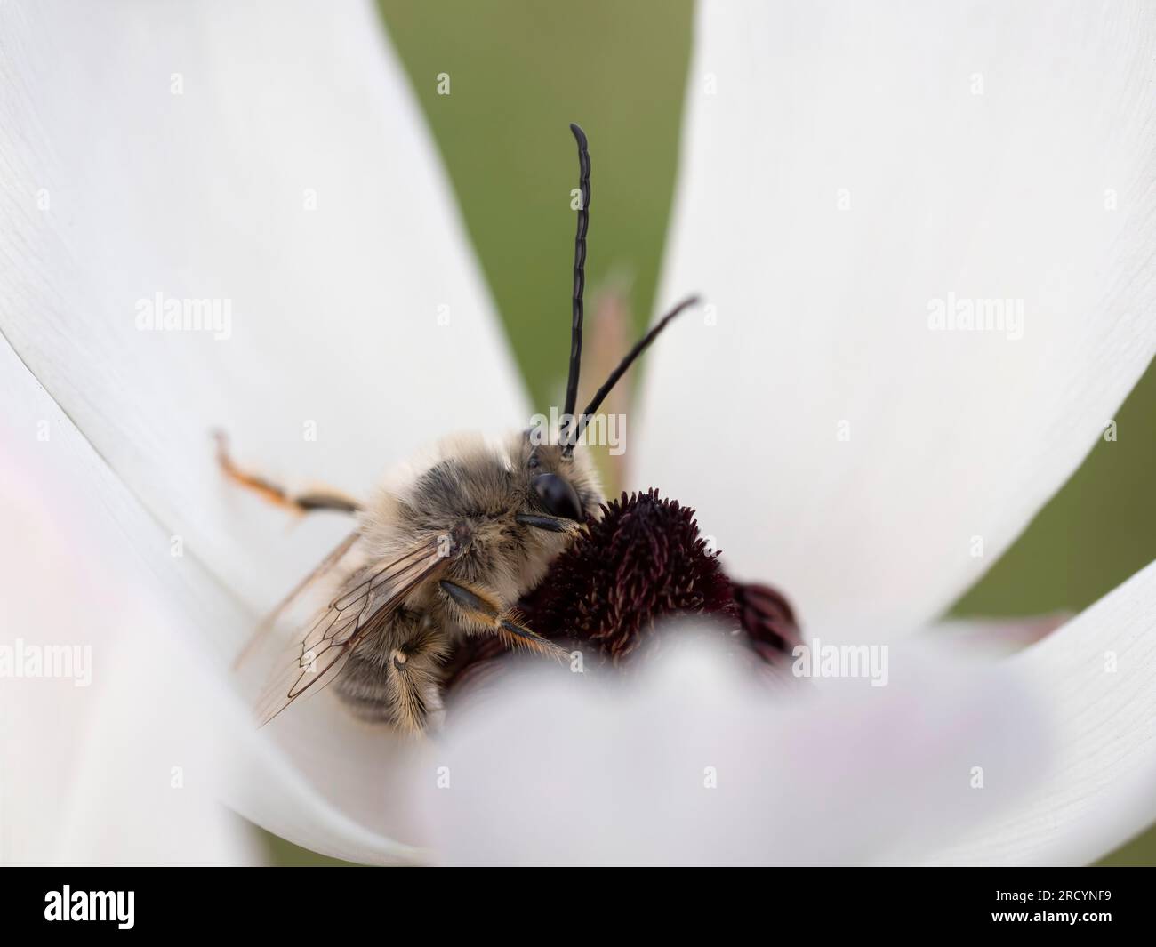 Mining Bee (Eucera longicornis) auf weißer Blume, nahe Spili, Kreta, Griechenland Stockfoto
