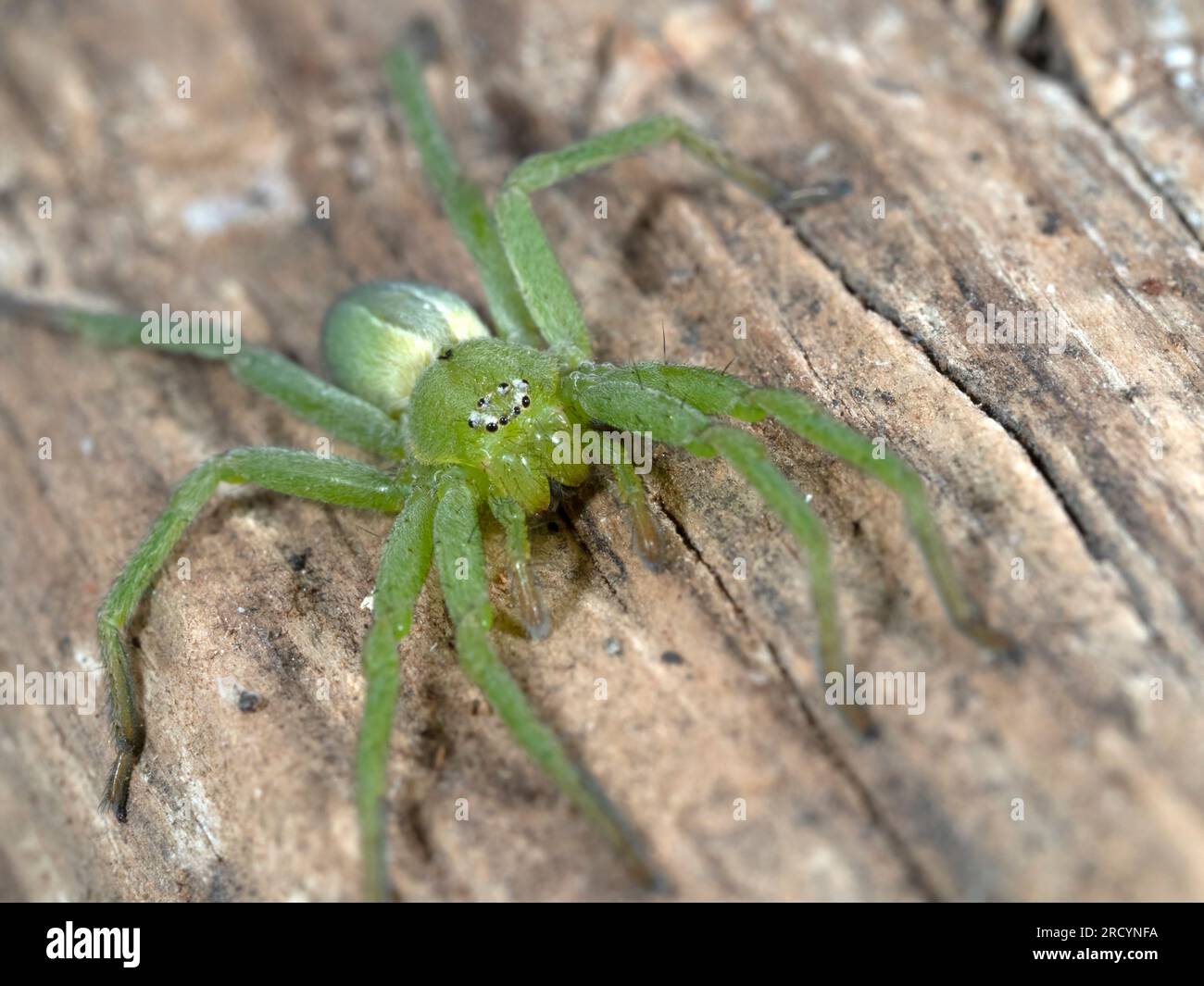 Green Huntsman Spider (Micrommata virescens), weiblich, Nr Spili, Kreta, Griechenland Stockfoto