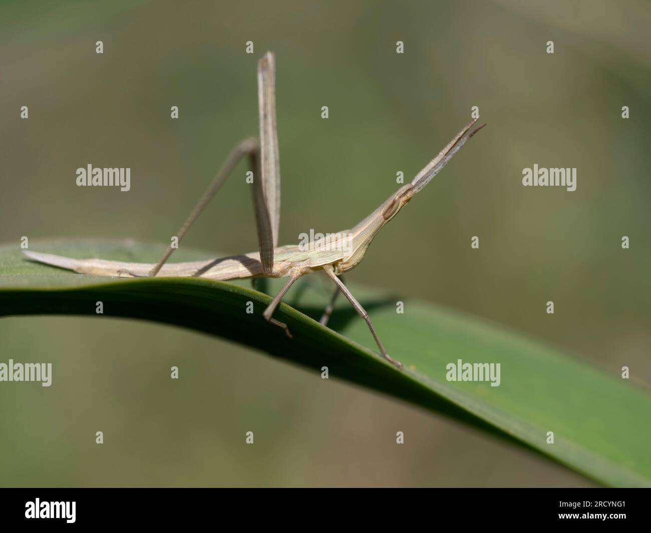 Cone Head Grasshopper, (Acrida ungarica) nahe Spili, Kreta, Griechenland Stockfoto