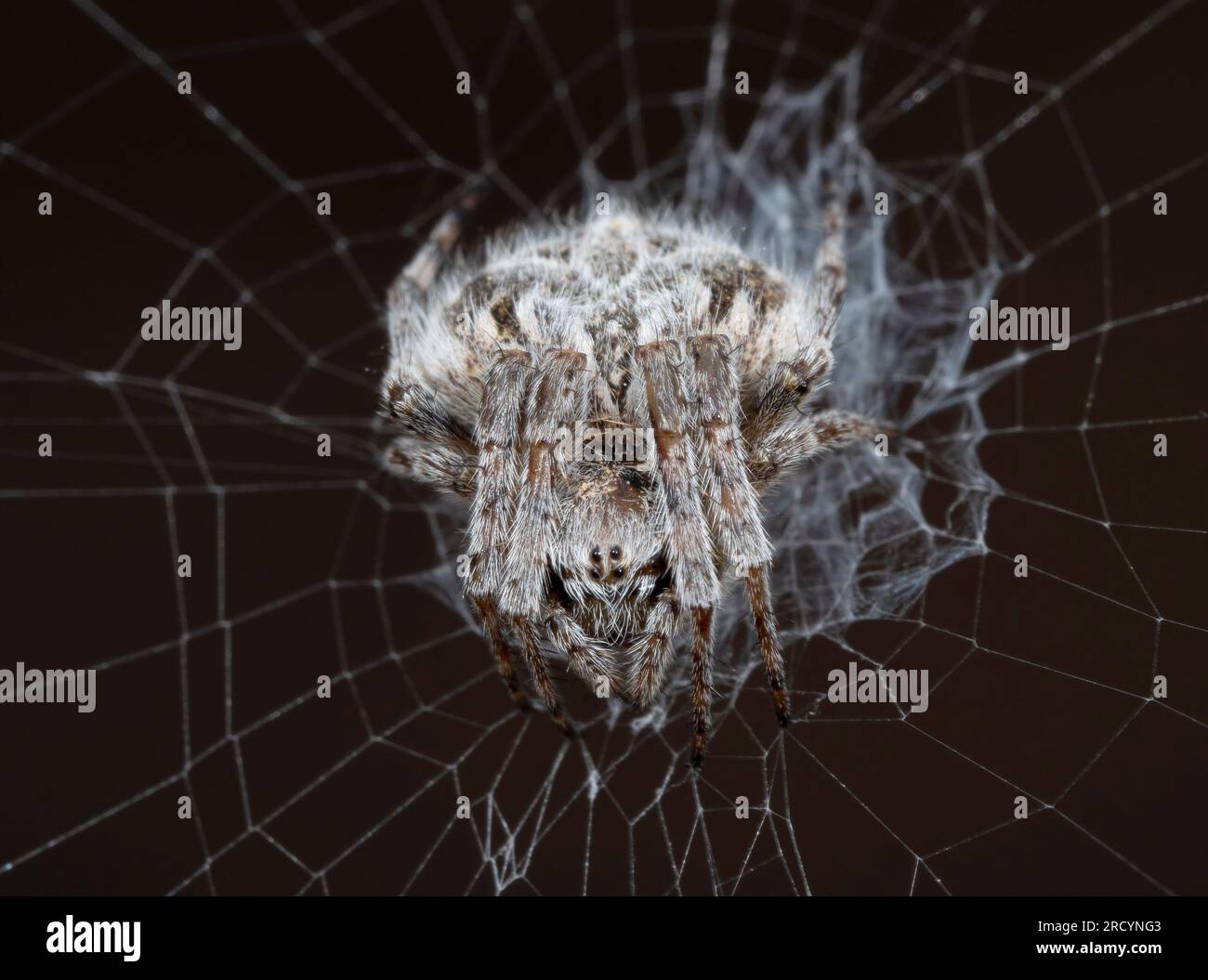 Orb Spider (Agalenatea redii) im Zentrum von Web, Kreta, Griechenland Stockfoto