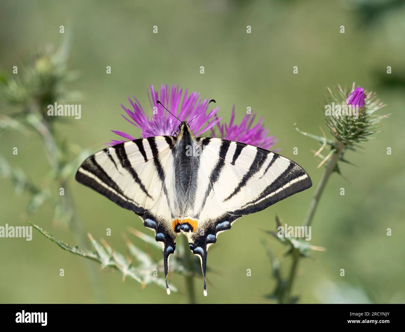 Schwalbenschwanz-Schmetterling (Iphiclides podalirius) auf Milchdistel (Carduus marianus), in der Nähe von Phaestos, Kreta, Griechenland Stockfoto