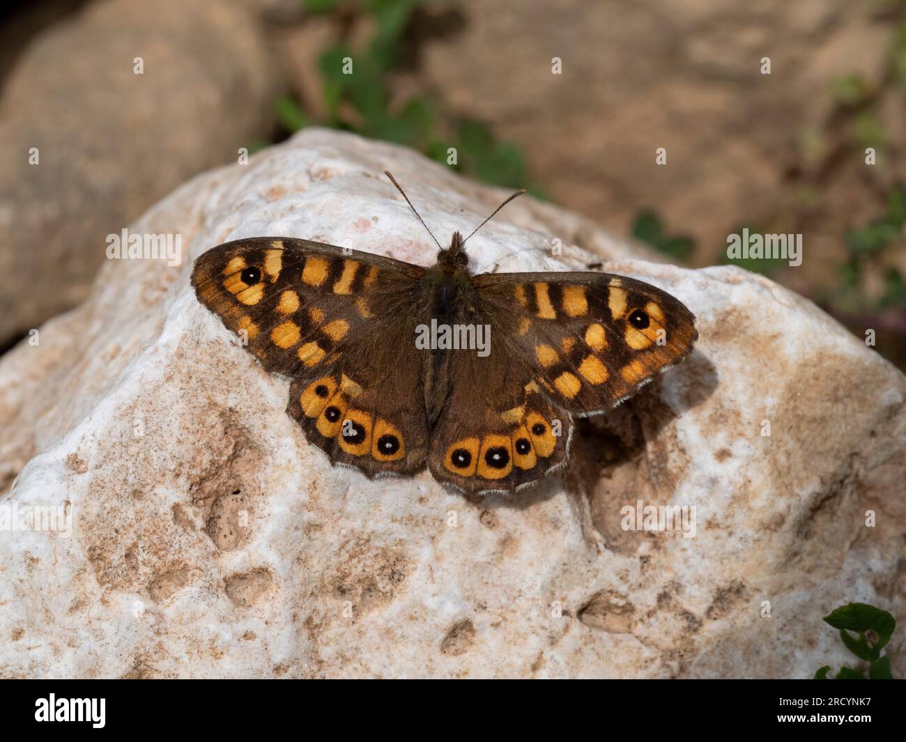 Specked Wood Butterfly (Pararge Aegeria) in der Nähe von Spili, Kreta, Griechenland Stockfoto
