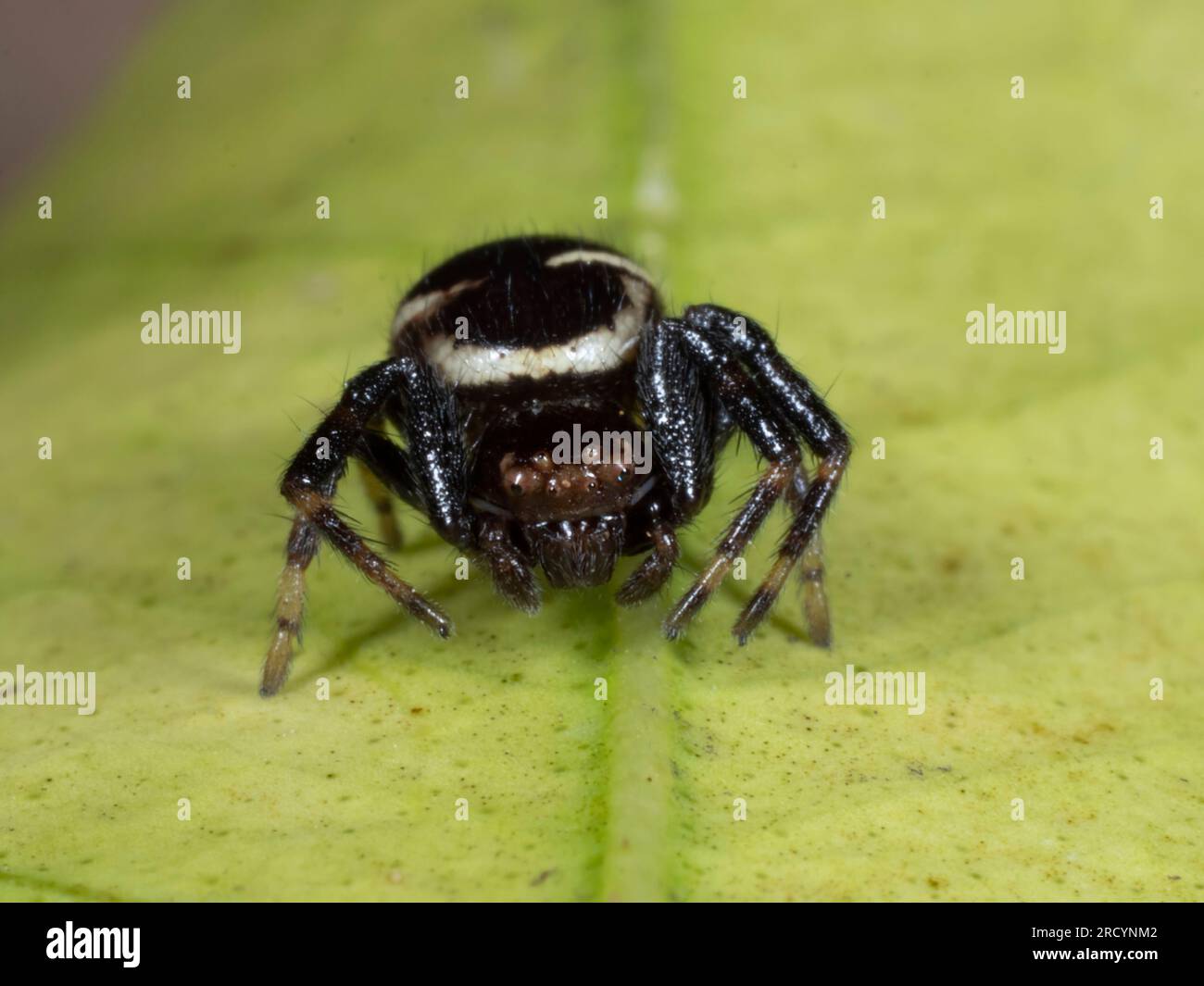Napoleon Spider (Synema globosum) Kreta, Griechenland Stockfoto