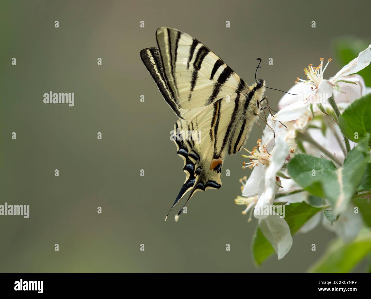 Seltener Schwalbenschwanz-Schmetterling (Iphiclides podalirius) in der Nähe von Phaestos, Kreta, Griechenland Stockfoto