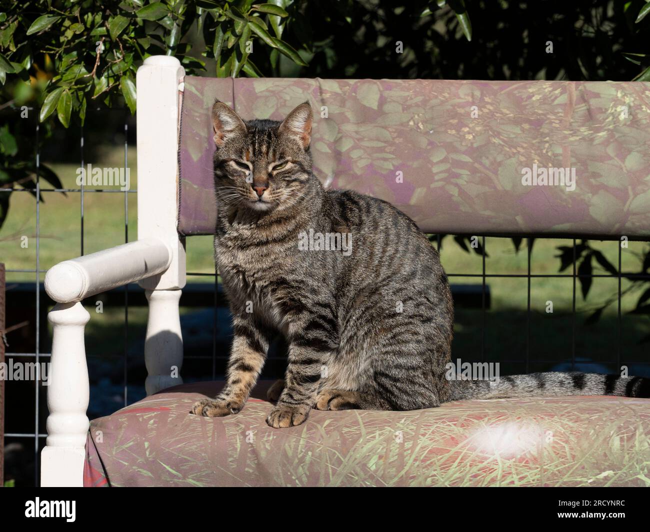 Hauskatze im Garten (Felis catus) Tabby Colour, Kreta Mitte, Vrisses Apoloronas Stockfoto