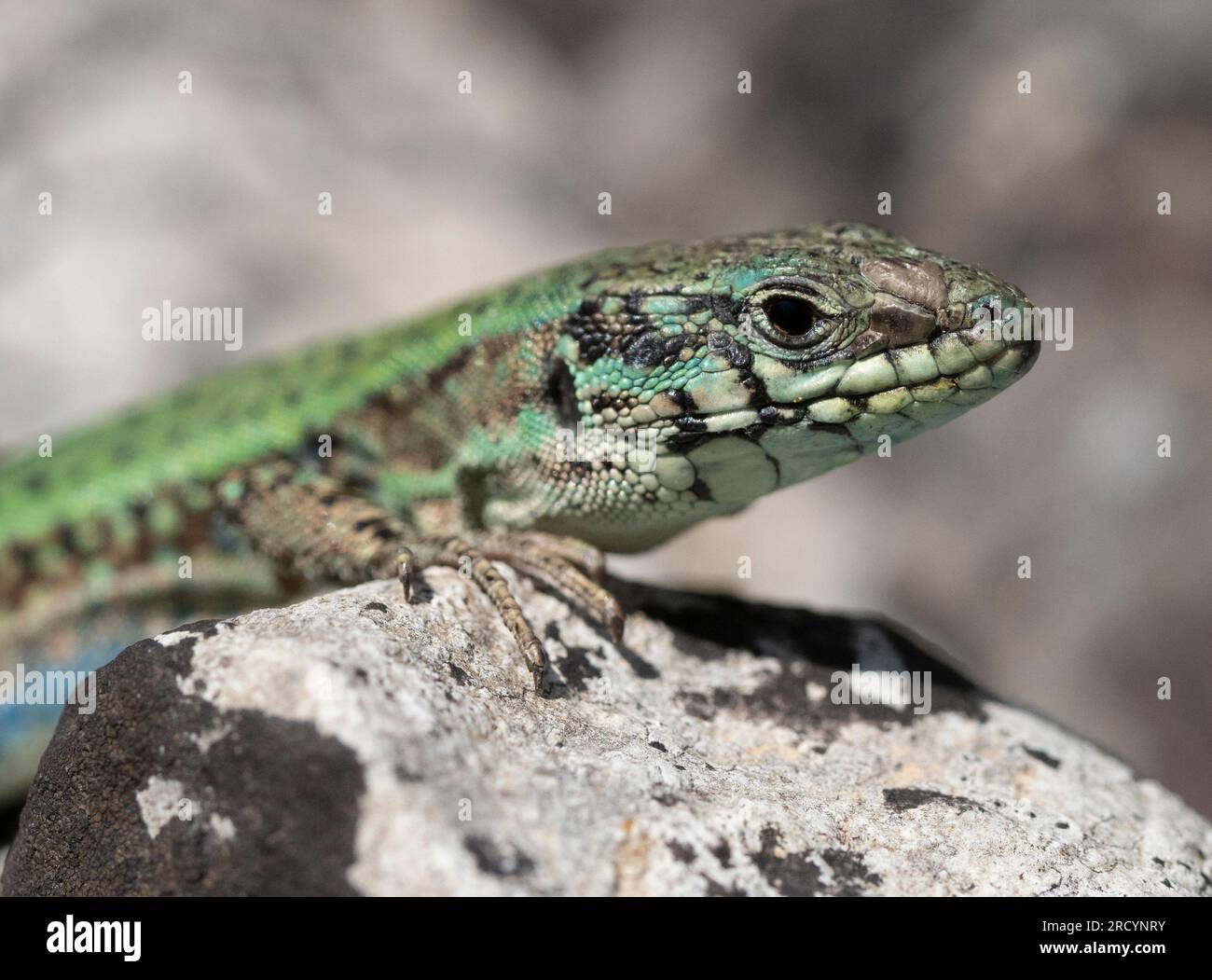 Cretan Wall Echard (Podarcis cretensis), Male, Plakias, Western Crete, Endangered IUCN List Stockfoto