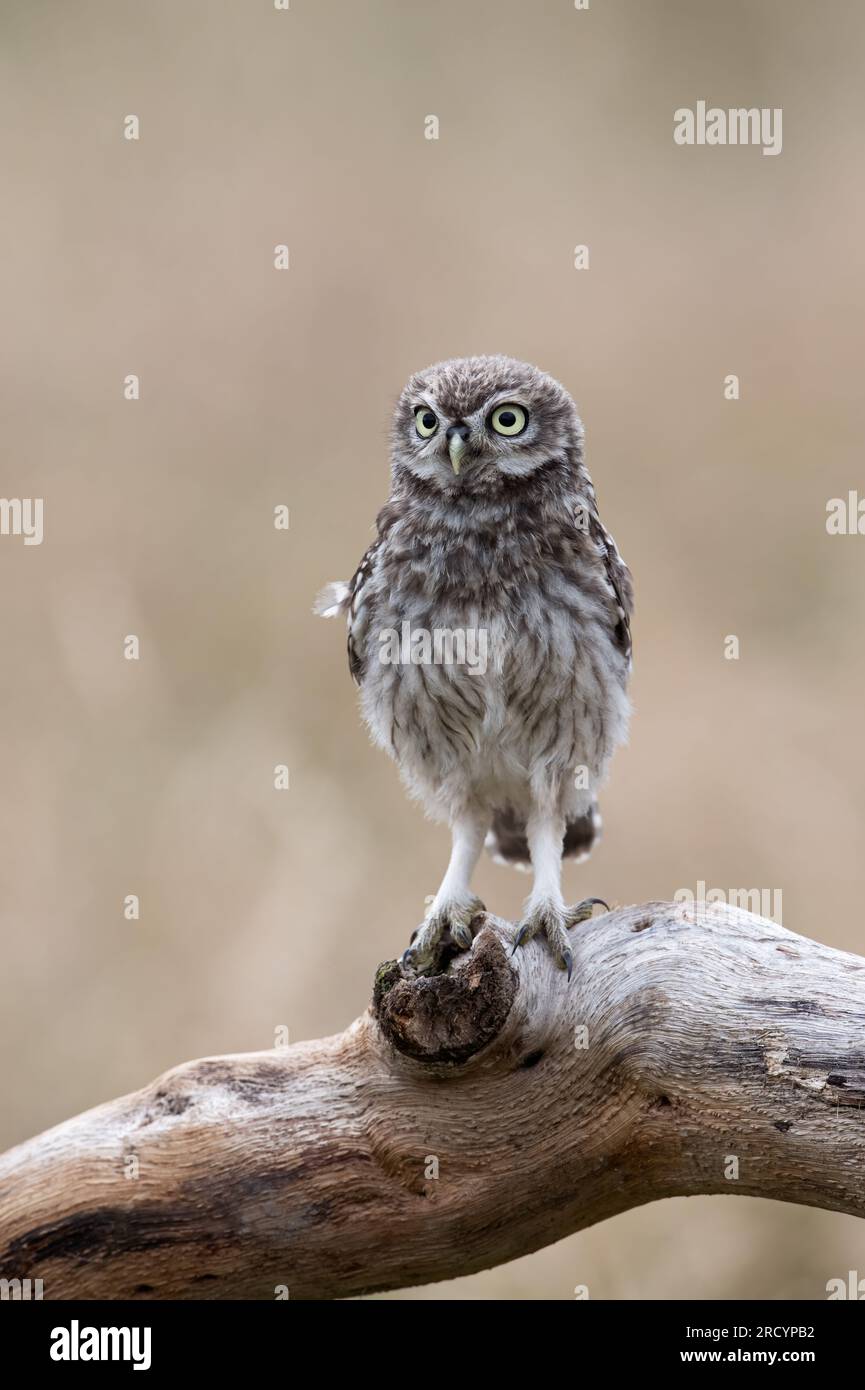 Die kürzlich gegründete Little Owl Owlet (Athene Noctua) wurde in der goldenen Stunde auf dem Ackerland fotografiert Stockfoto