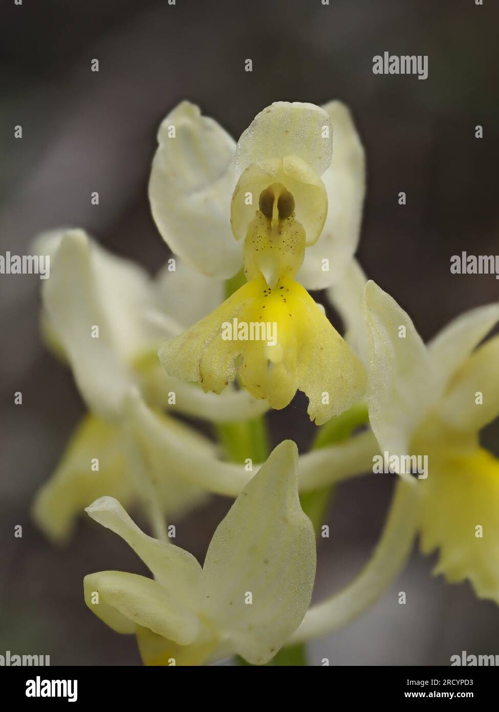 Spärlich blühende Orchidee (Orchis pauciflora), Spili, Kreta, Griechenland, Stacked Focus Image Stockfoto