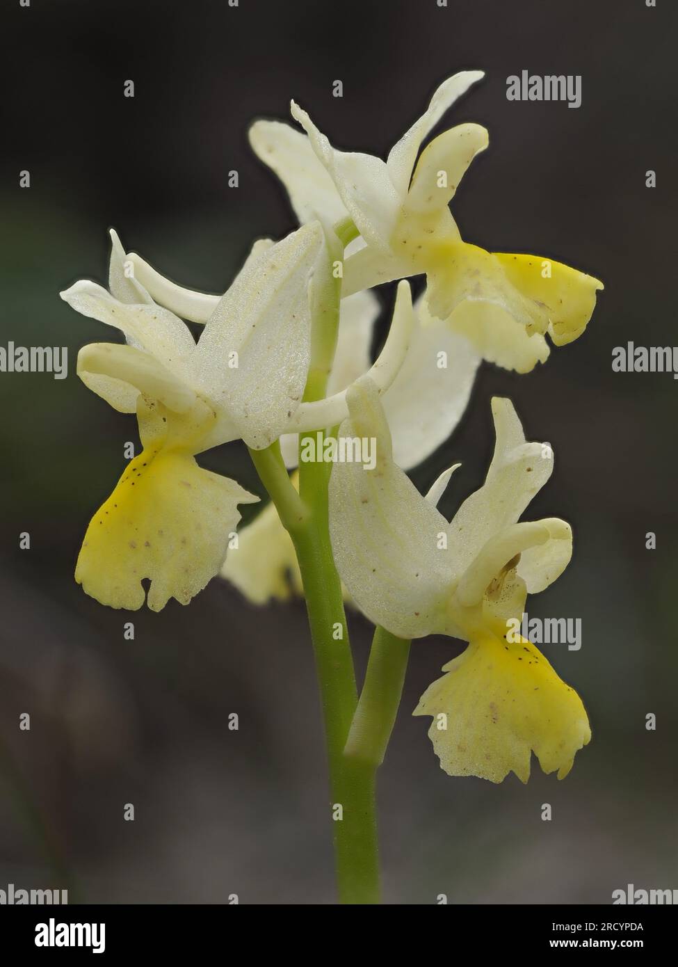 Spärlich blühende Orchidee (Orchis pauciflora), Spili, Kreta, Griechenland, Stacked Focus Image Stockfoto