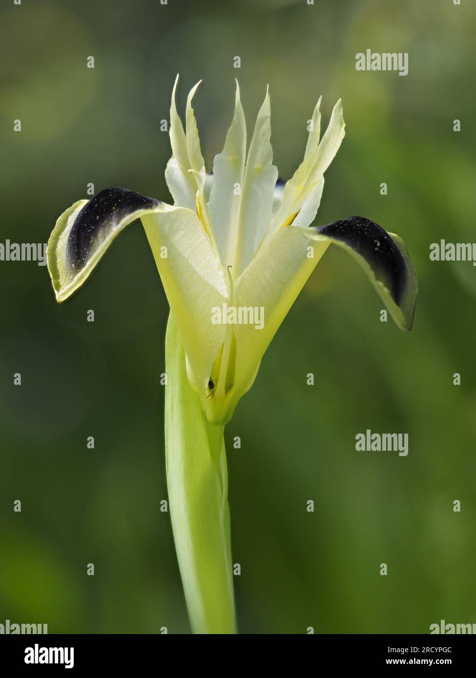Blende der Witwe (Iris tuberosa), Kreta, gestapeltes Fokusbild Stockfoto
