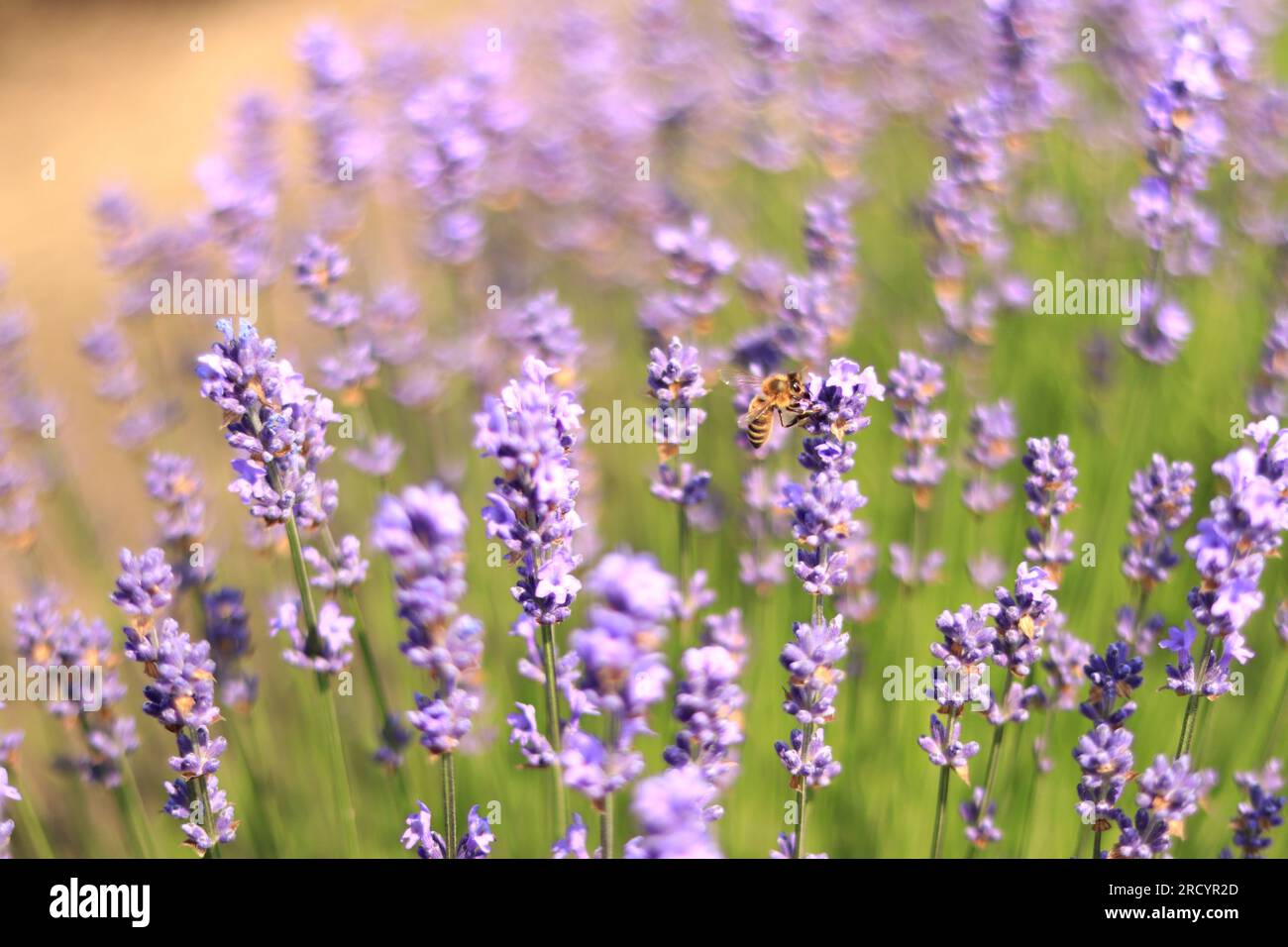 Eine Biene auf einer Lavendelblume aus Nahaufnahme. Violette Lavendelblumen im Vordergrund und verschwommener Hintergrund. Aromatherapie. Blühendes Lavendelfeld. Stockfoto