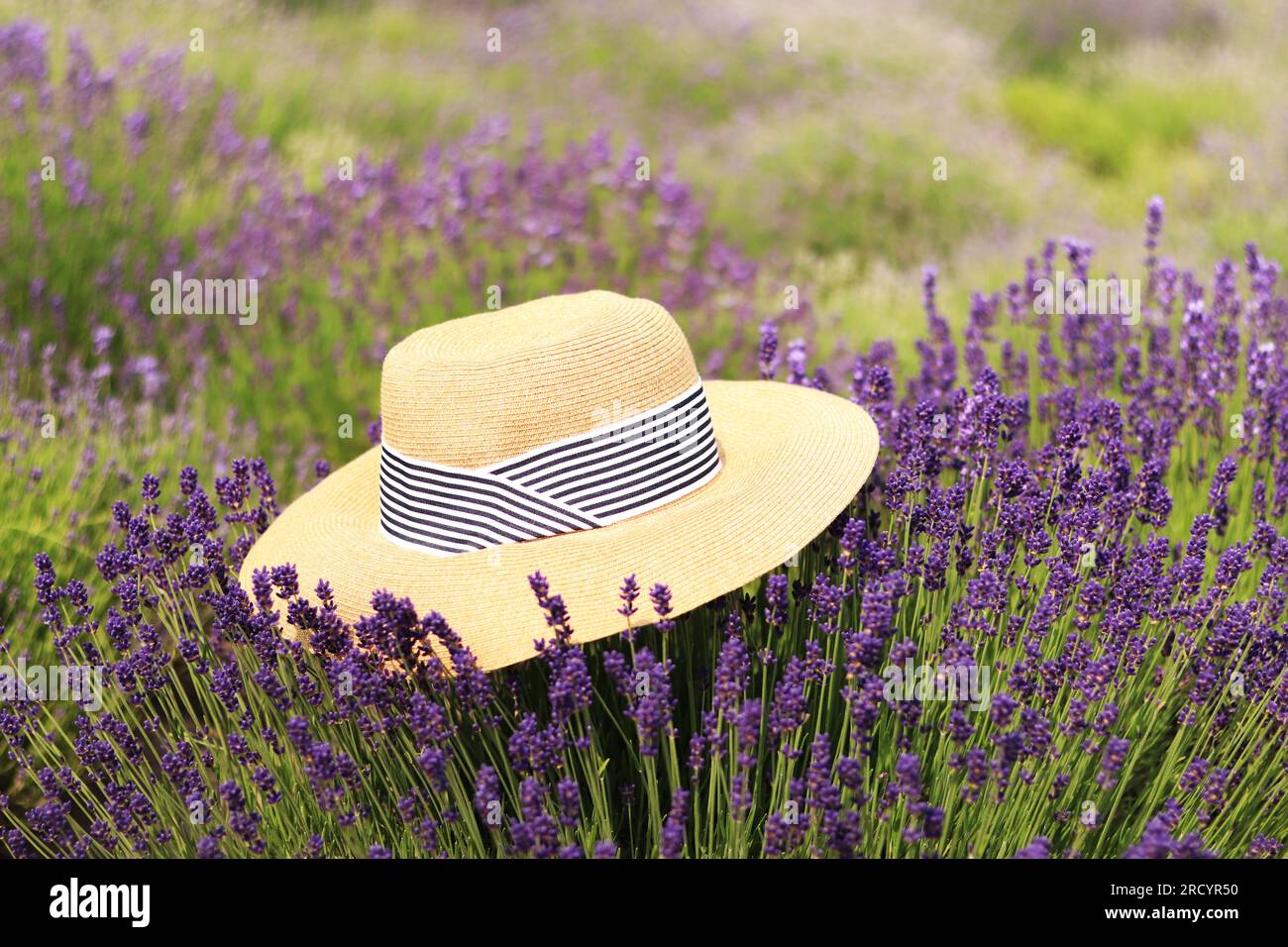 Der Sommerhut liegt auf den Büschen des blühenden Lavendels. Lavendelfeld. Lila Blumen in einem blühenden Lavendelfeld. Frauenmütze liegt auf Lavendel Stockfoto