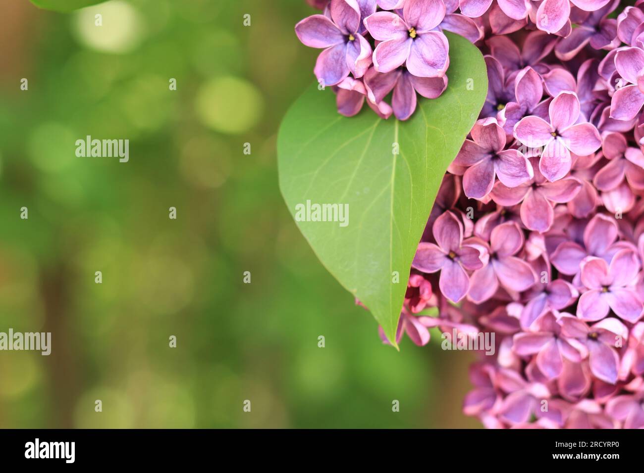 Fliederblumen schließen sich. Geblümter Hintergrund mit pinkfarbenen Fliederblumen und grünen Blättern. Eine Fülle Fliederblumen für ein romantisches Blumenbanner Stockfoto