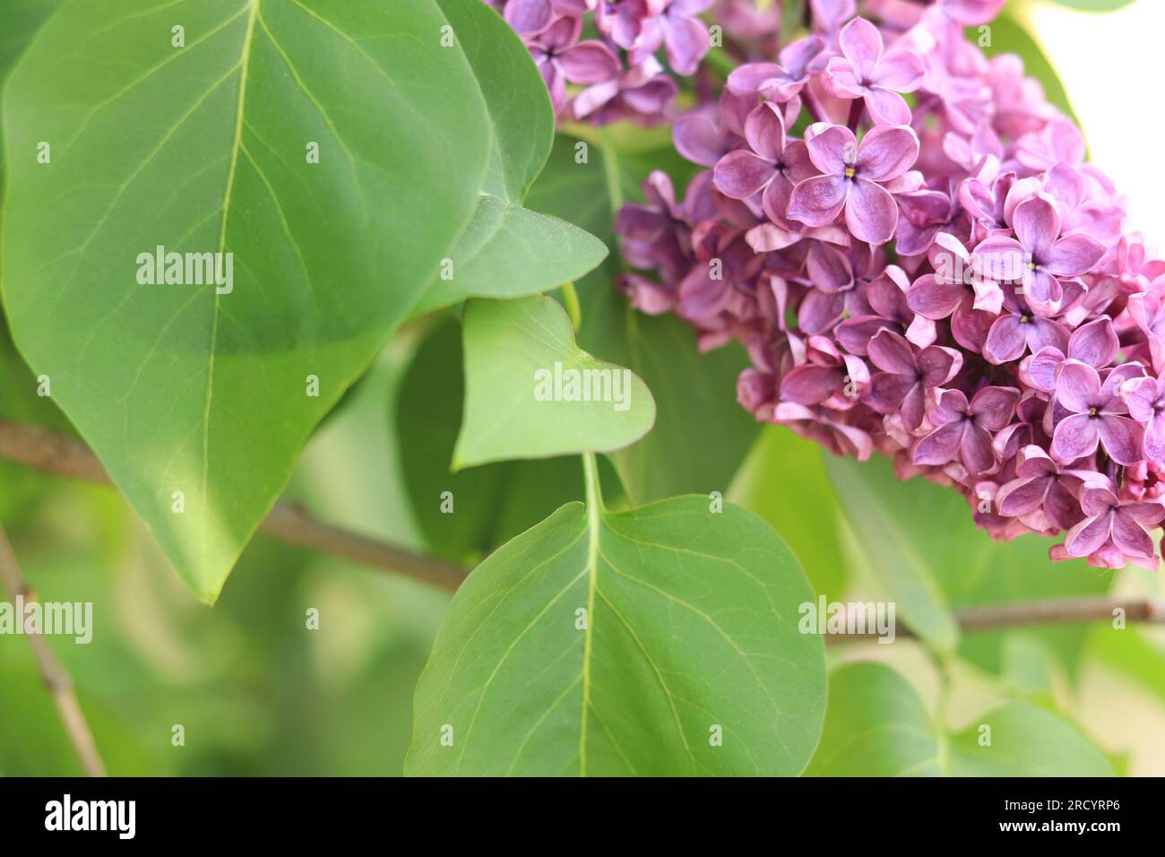 Fliederblumen schließen sich. Geblümter Hintergrund mit pinkfarbenen Fliederblumen und grünen Blättern. Eine Fülle Fliederblumen für ein romantisches Blumenbanner Stockfoto