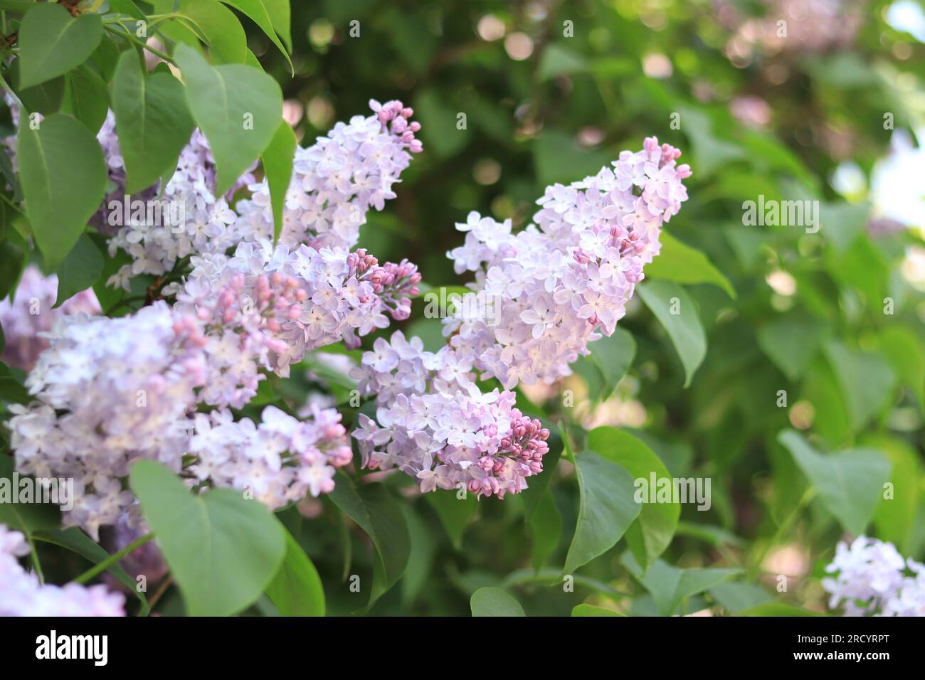 Flieder im Park. Blühender Zweig aus hellrosa Flieder Nahaufnahme. Blühende zarte Fliederblumen Stockfoto