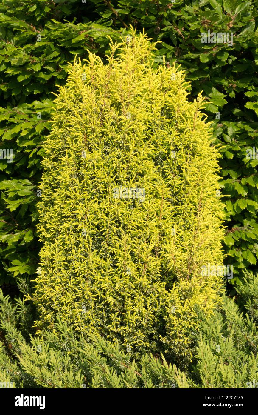 Juniperus communis Baum Juniperus communis „Goldkegel“ gemeinsamer wacholder Garten Wacholder Oval Form Dichtes Laub Kompakt Golden Yellow Conifer langsames Wachstum Stockfoto