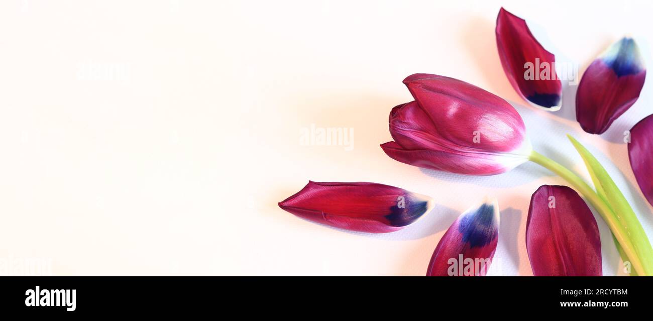 Tulpe auf weißem Hintergrund mit Blütenblättern, Draufsicht. Frühlingsblume liegt auf einer weißen Oberfläche, Foto zum Erstellen von Postkarten. Speicherplatz kopieren. Foto für Banner Stockfoto