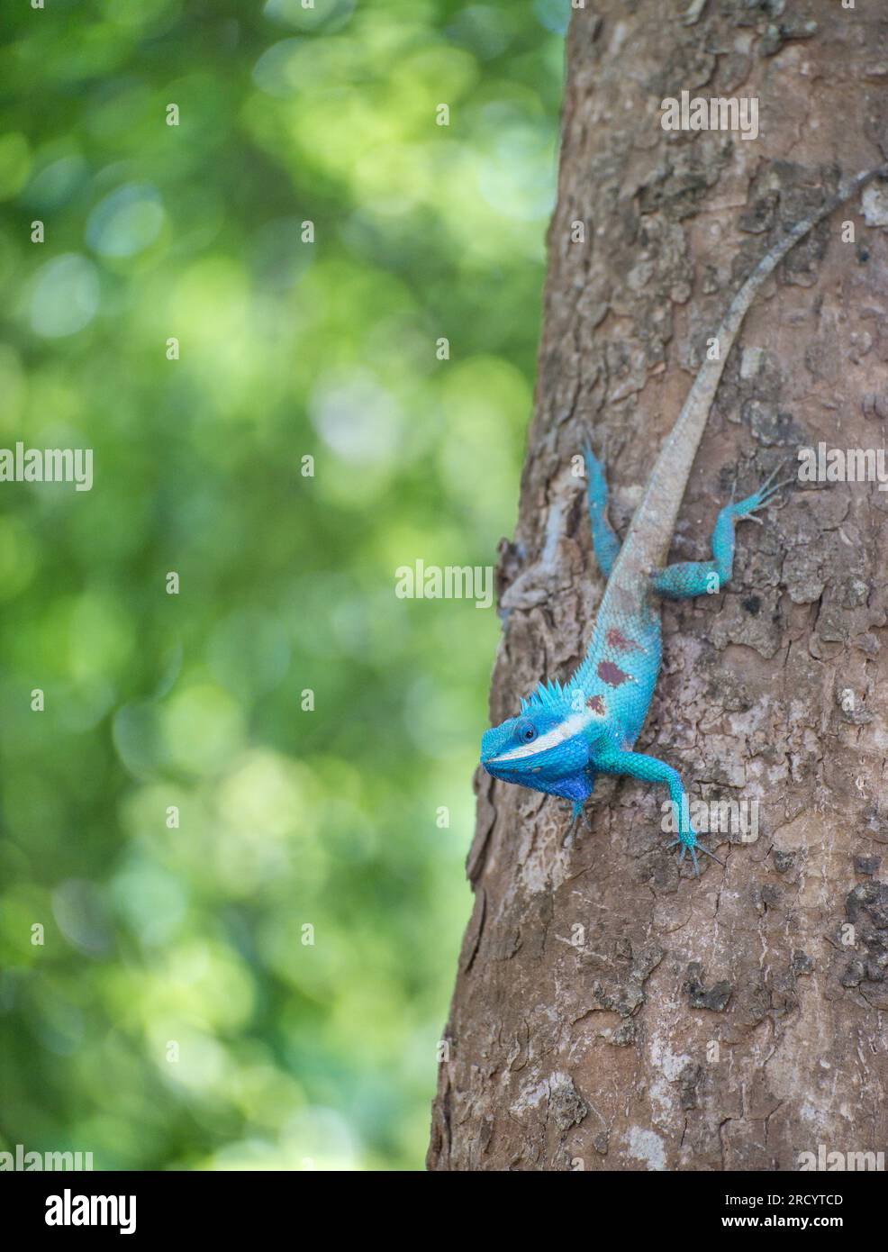 Indisch-chinesische Waldechse oder Blaukammechse, die den Baum hinunterklettert. Thailand. Stockfoto