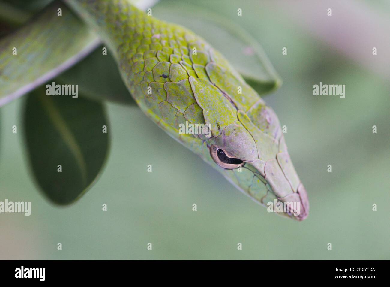 Oriental Whip Snake (Ahaetulla prasina), gebräuchliche Namen sind unter anderem asiatische Weinschlange, die in Krabi in Thailand fotografiert wurde Stockfoto