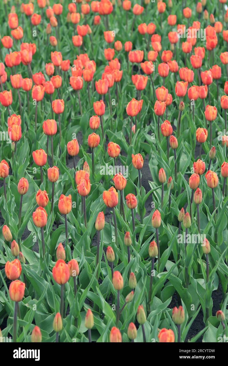 Feld mit Tulpen, Draufsicht. Tulpenknospen mit selektivem Fokus. Natürlicher Hintergrund mit Frühlingsblumen. Welttag Der Tulpen Stockfoto