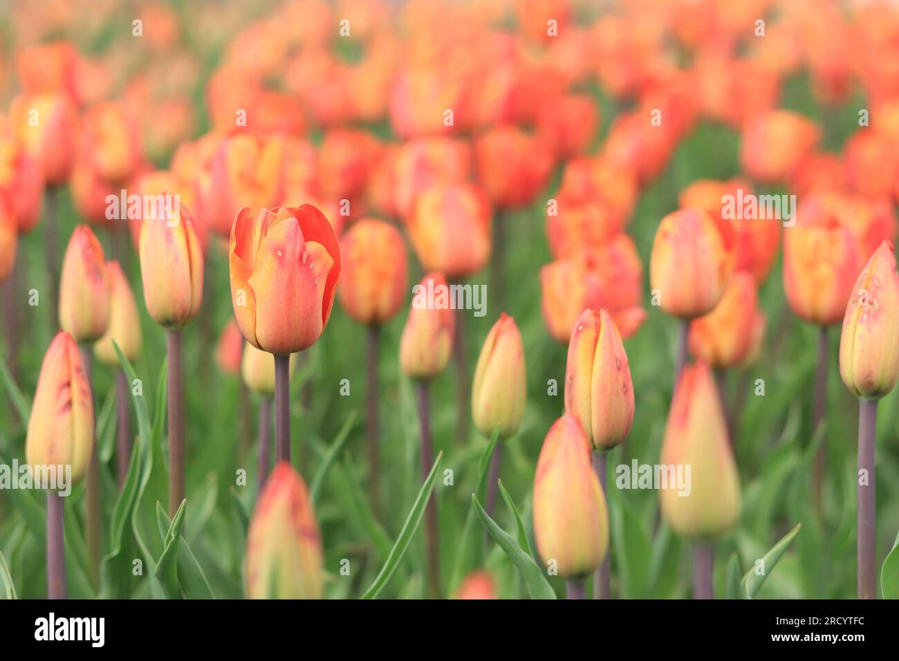 Feld mit gelb-roten Tulpen. Natürliche Landschaft mit Frühlingsblumen. Welttag Der Tulpen Stockfoto