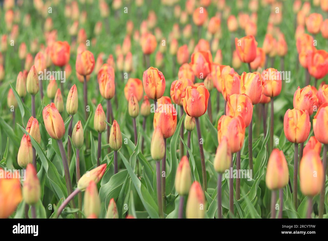 Tulpenknospen mit selektivem Fokus. Natürliche Landschaft mit Frühlingsblumen. Welttag Der Tulpen Stockfoto
