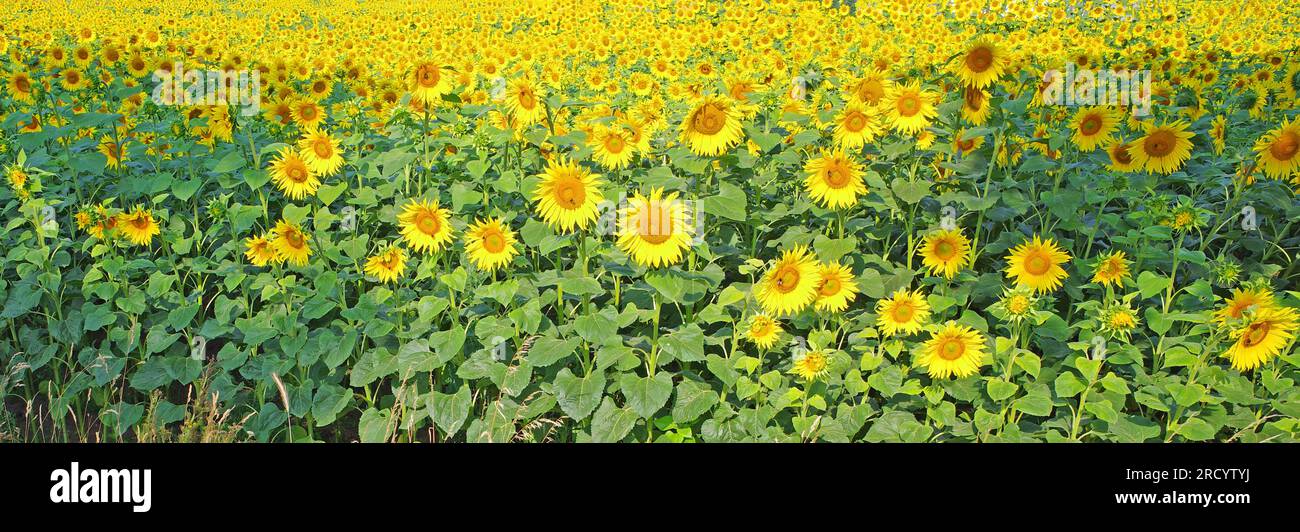 Ein Sonnenblumenfeld mit Massen von Sonnenblumen zur Gewinnung von Sonnenblumenöl. Stockfoto