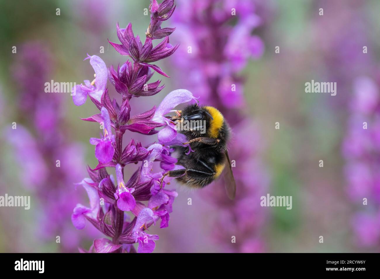 Biene auf rosa Salvia x Superba Stockfoto