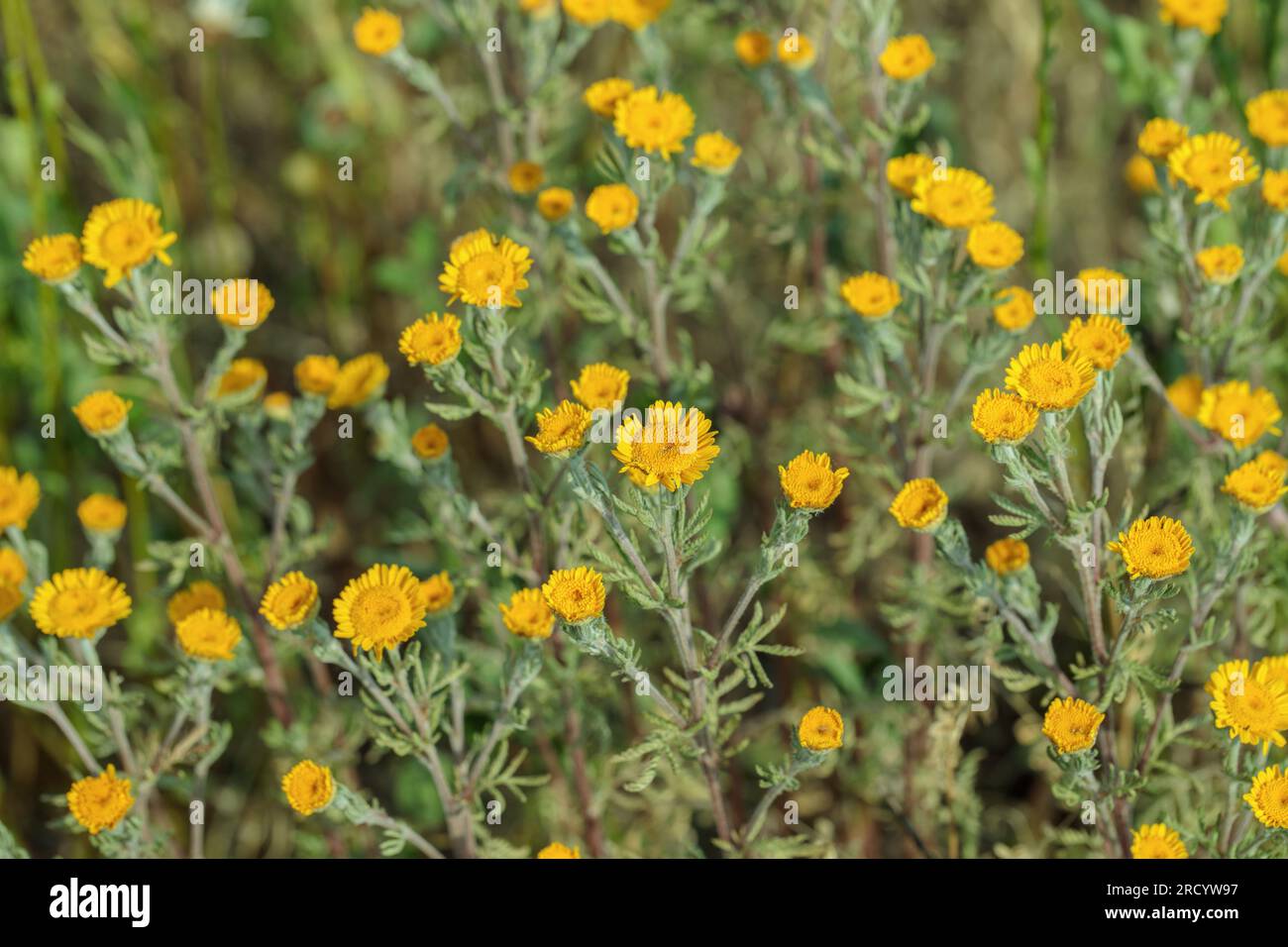 Gelbmargueriten (Cota tinctoria). Stockfoto