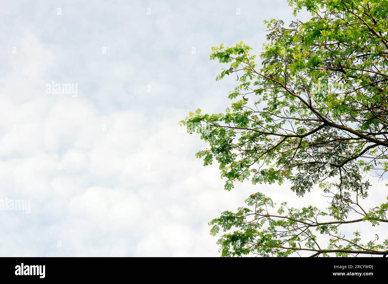 Trembesi, Affenbaum, Samanea samangrüne Blätter und wolkiger Himmel für natürlichen Hintergrund Stockfoto