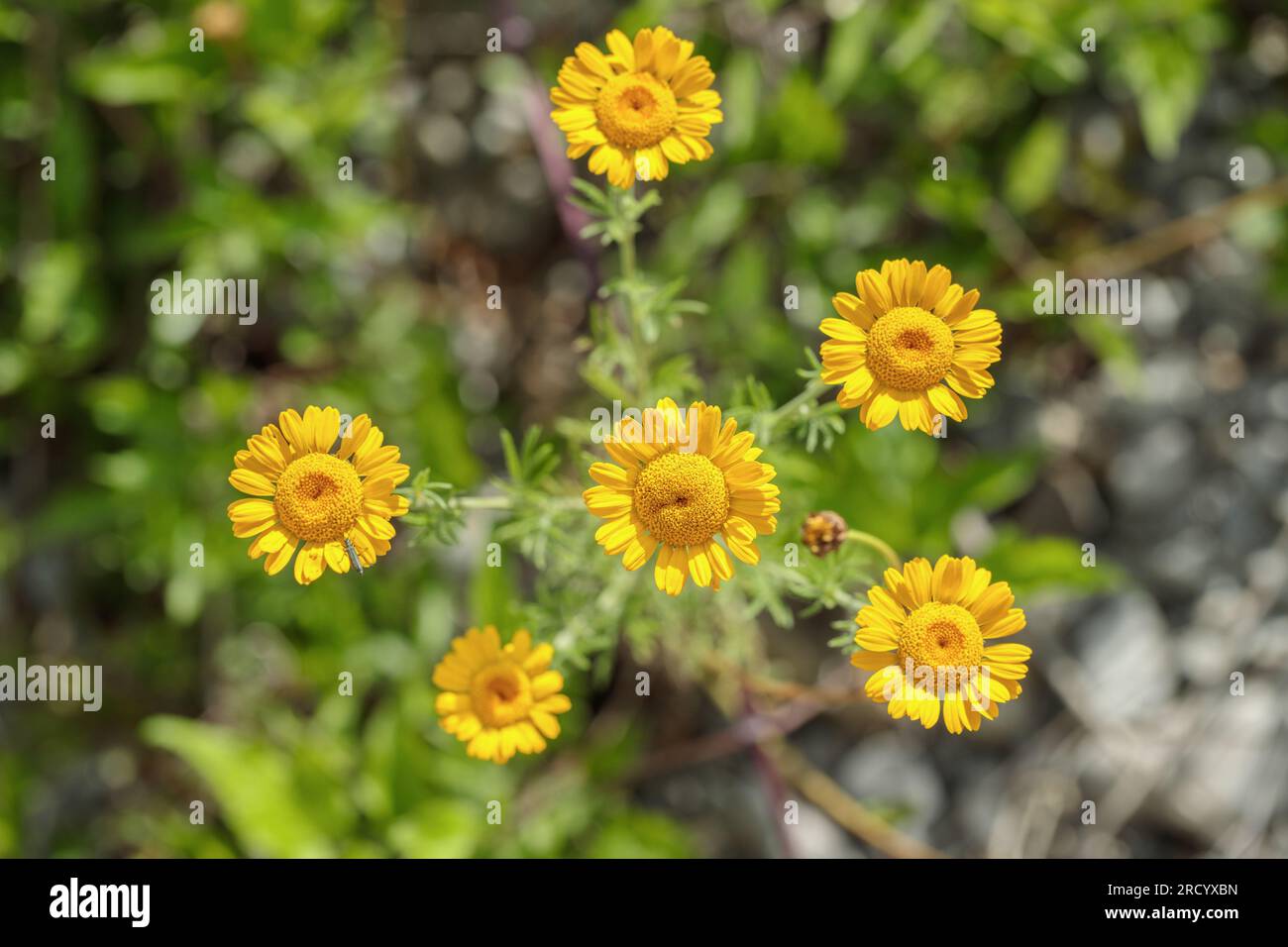 Gelbe Kamille (Cont tinctoria). Stockfoto