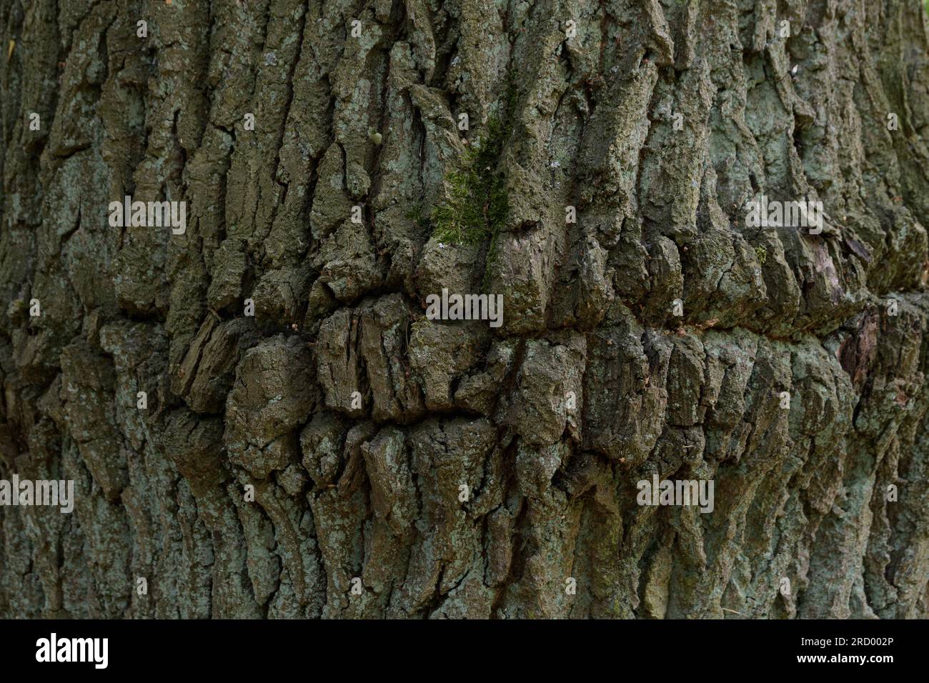 Konsistenz eines alten, Lippenähnlichen Baumstamms Stockfoto